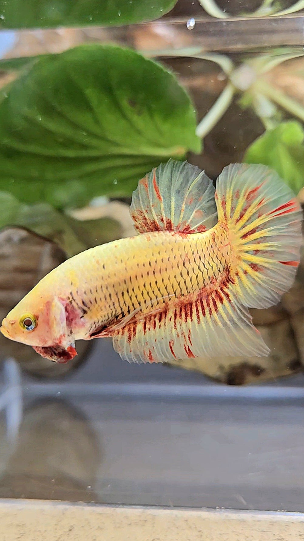 PLAKAT SUPER VANDA YELLOW BETTA FISH