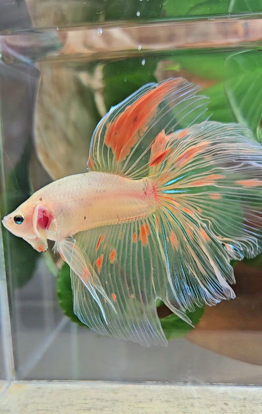 HALFMOON ROSETAIL KOI ARMAGEDDON BETTA FISH