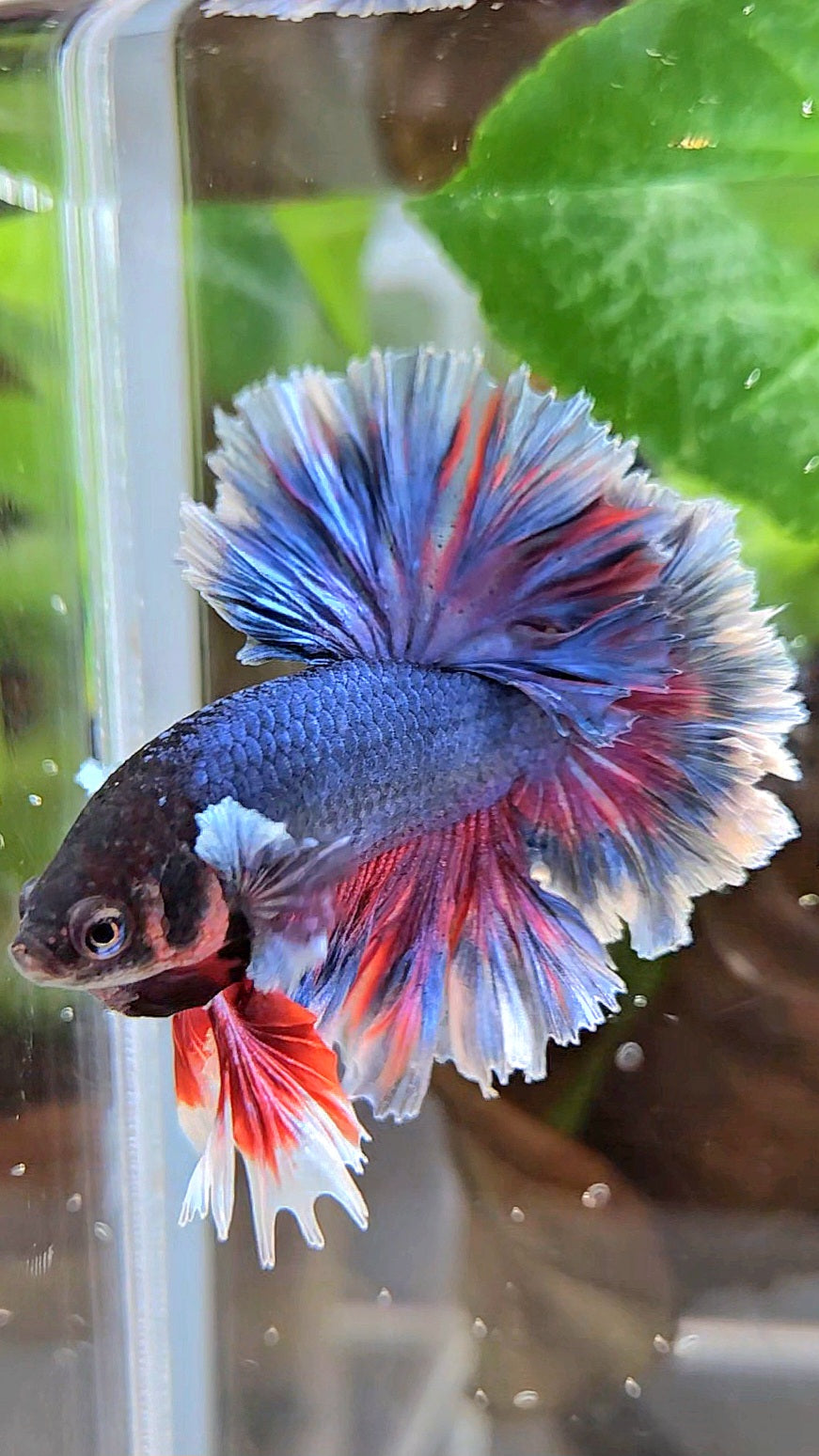 KING FEATHER TAIL HALFMOON PURPLE BETTA FISH
