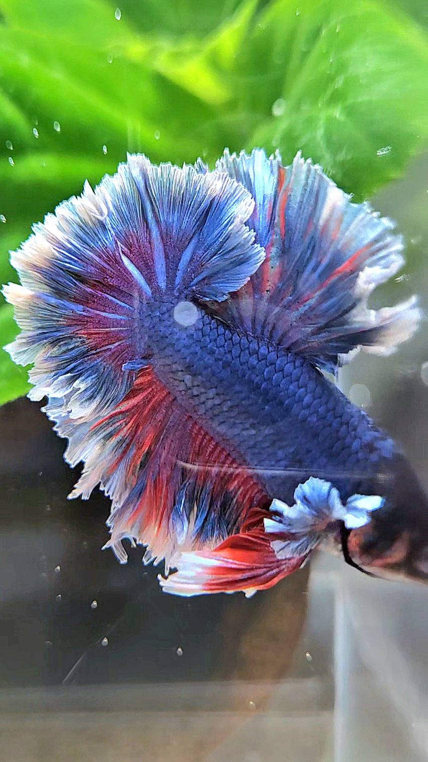 KING FEATHER TAIL HALFMOON PURPLE BETTA FISH