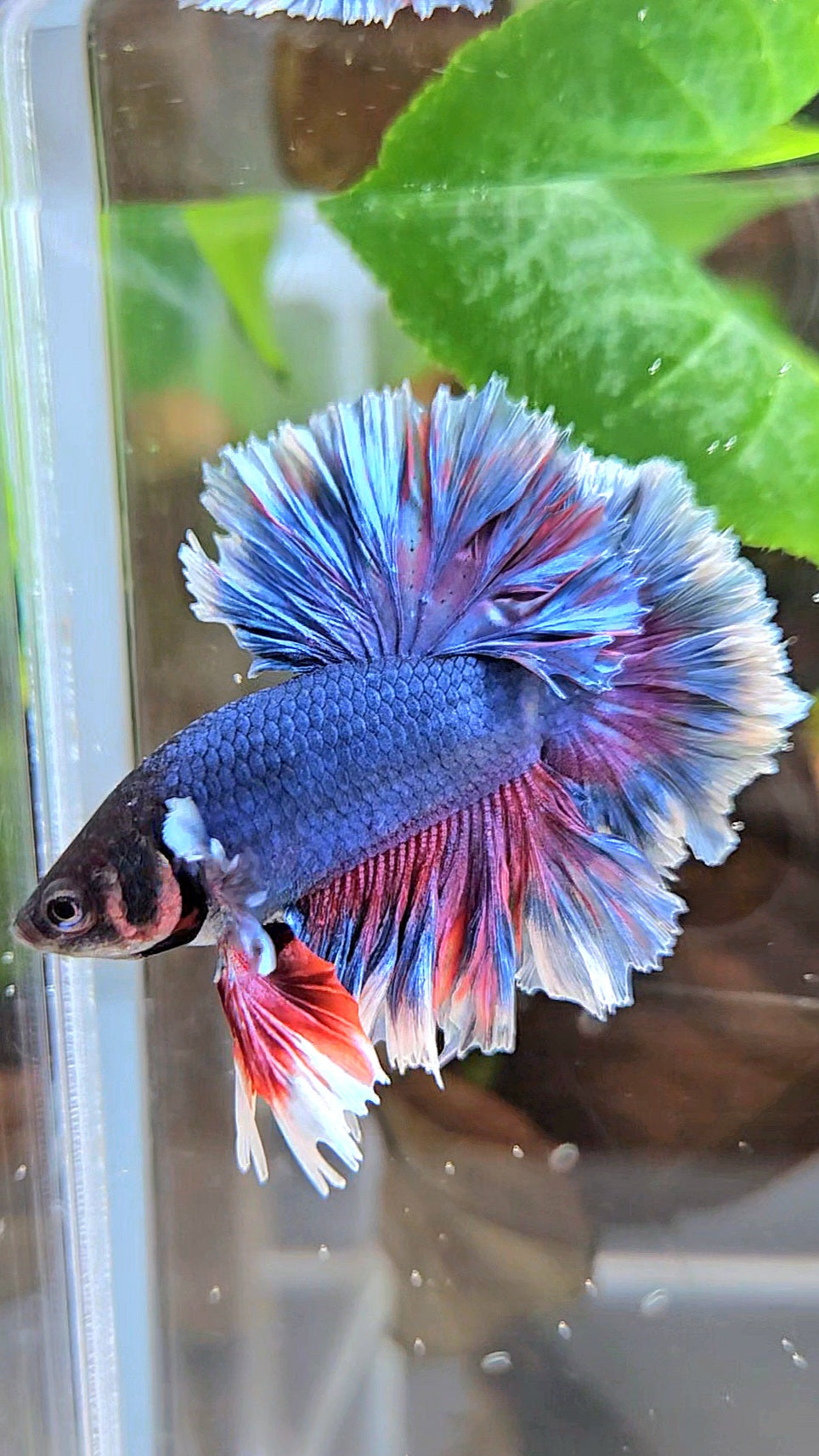 KING FEATHER TAIL HALFMOON PURPLE BETTA FISH