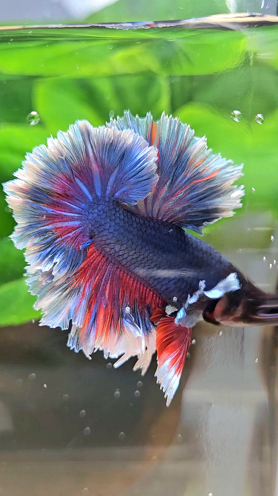 KING FEATHER TAIL HALFMOON PURPLE BETTA FISH