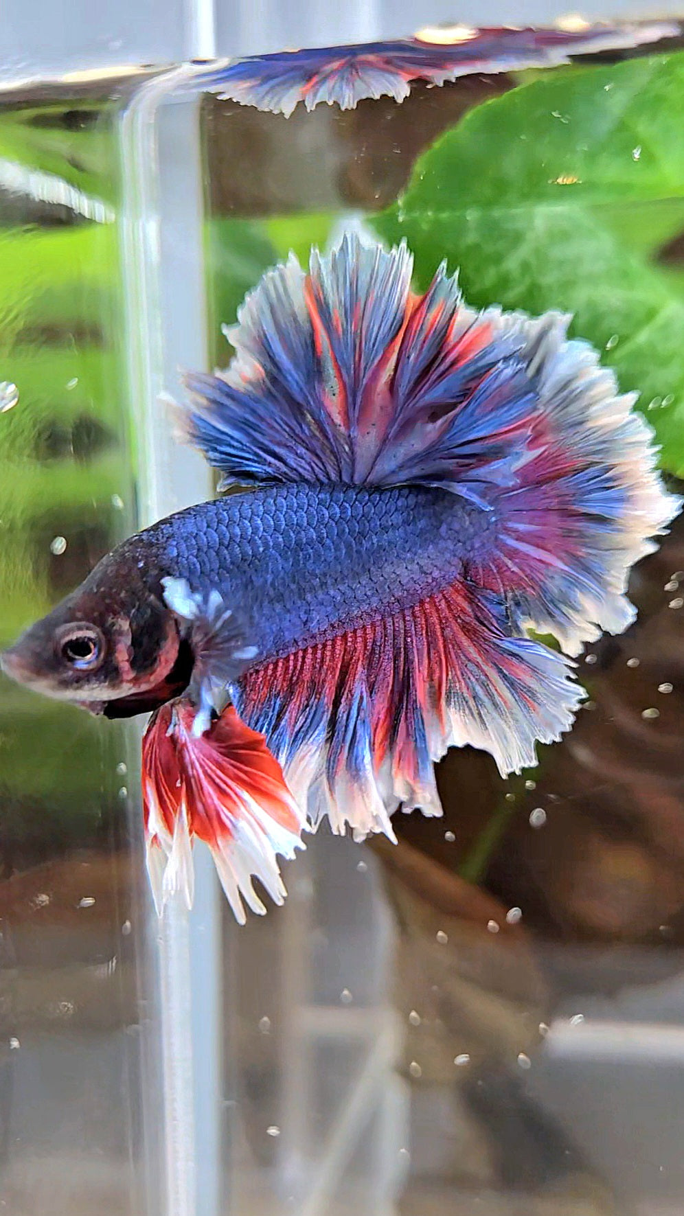 KING FEATHER TAIL HALFMOON PURPLE BETTA FISH
