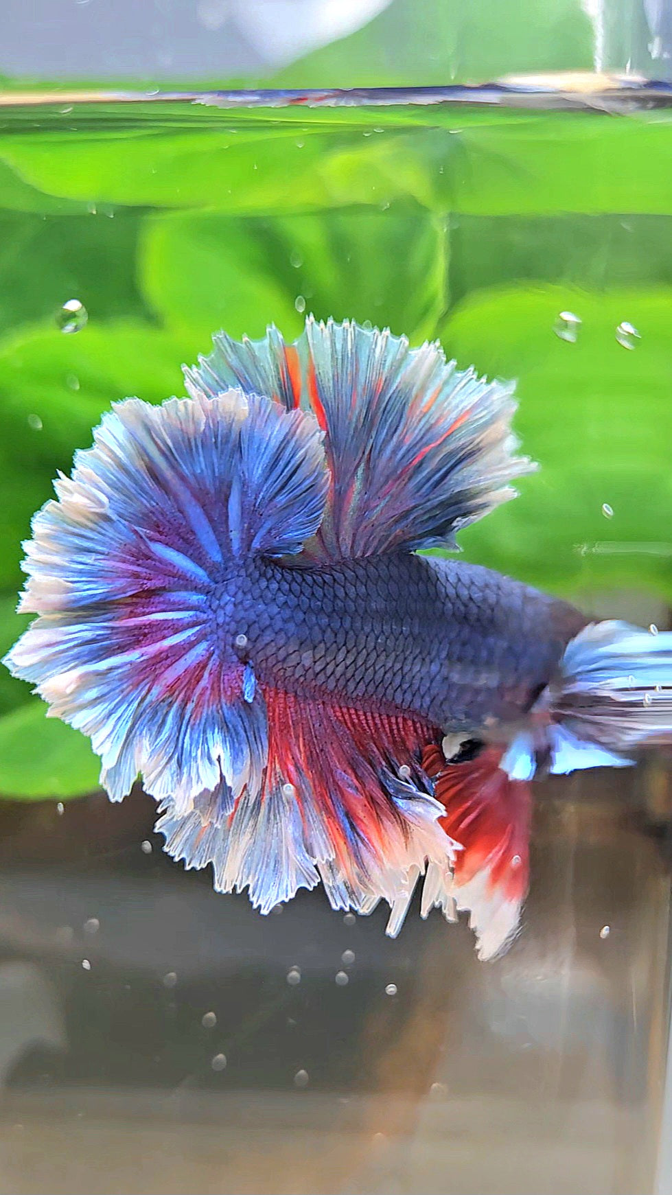 KING FEATHER TAIL HALFMOON PURPLE BETTA FISH