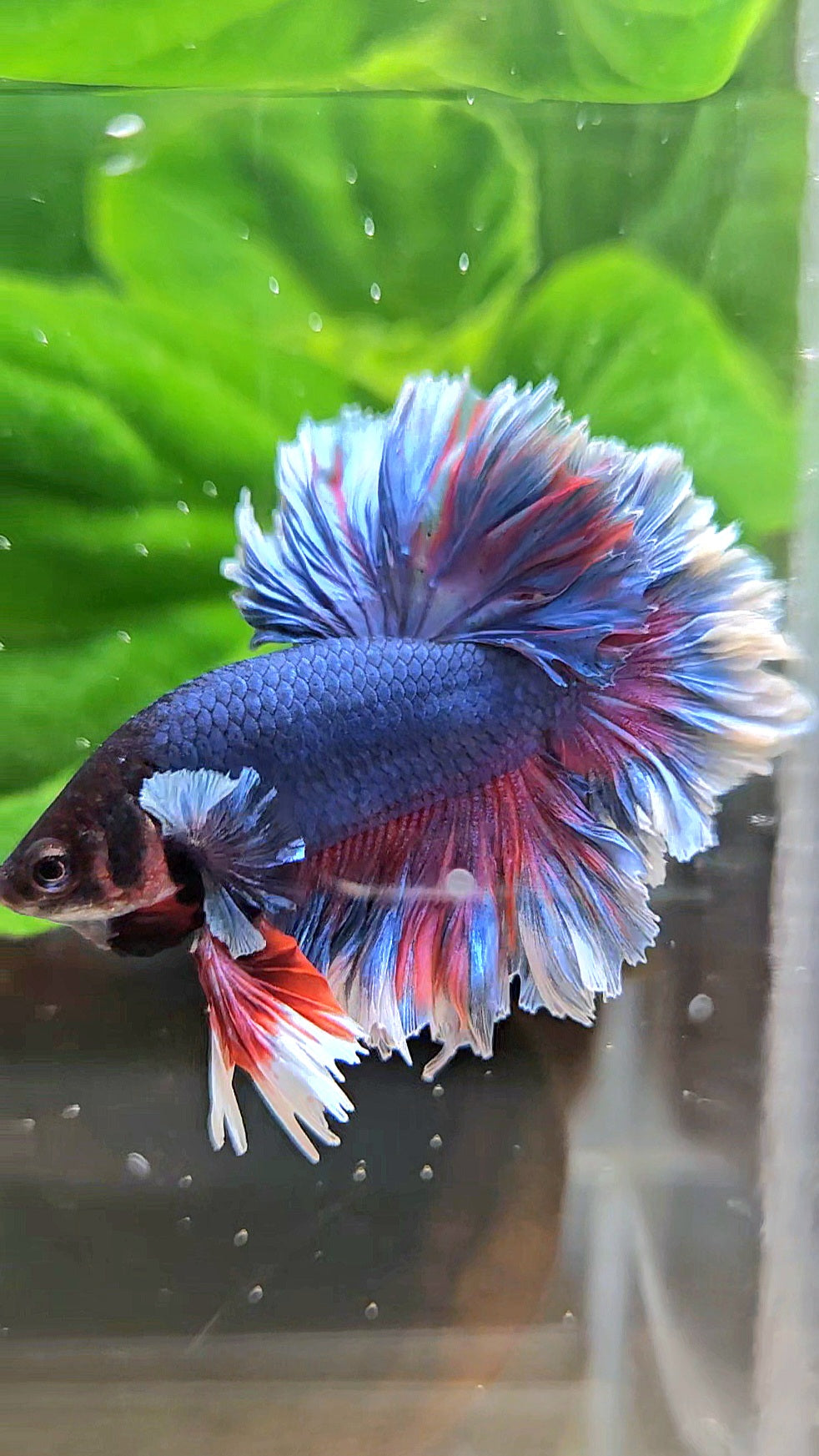KING FEATHER TAIL HALFMOON PURPLE BETTA FISH