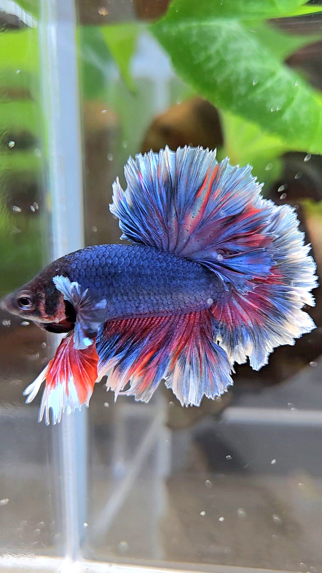 KING FEATHER TAIL HALFMOON PURPLE BETTA FISH