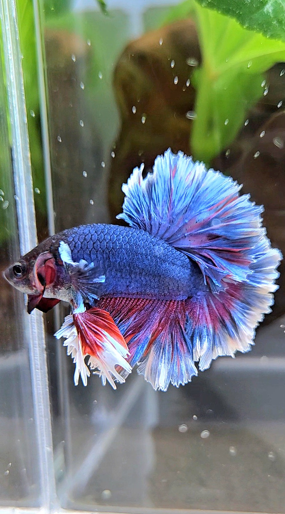 KING FEATHER TAIL HALFMOON PURPLE BETTA FISH