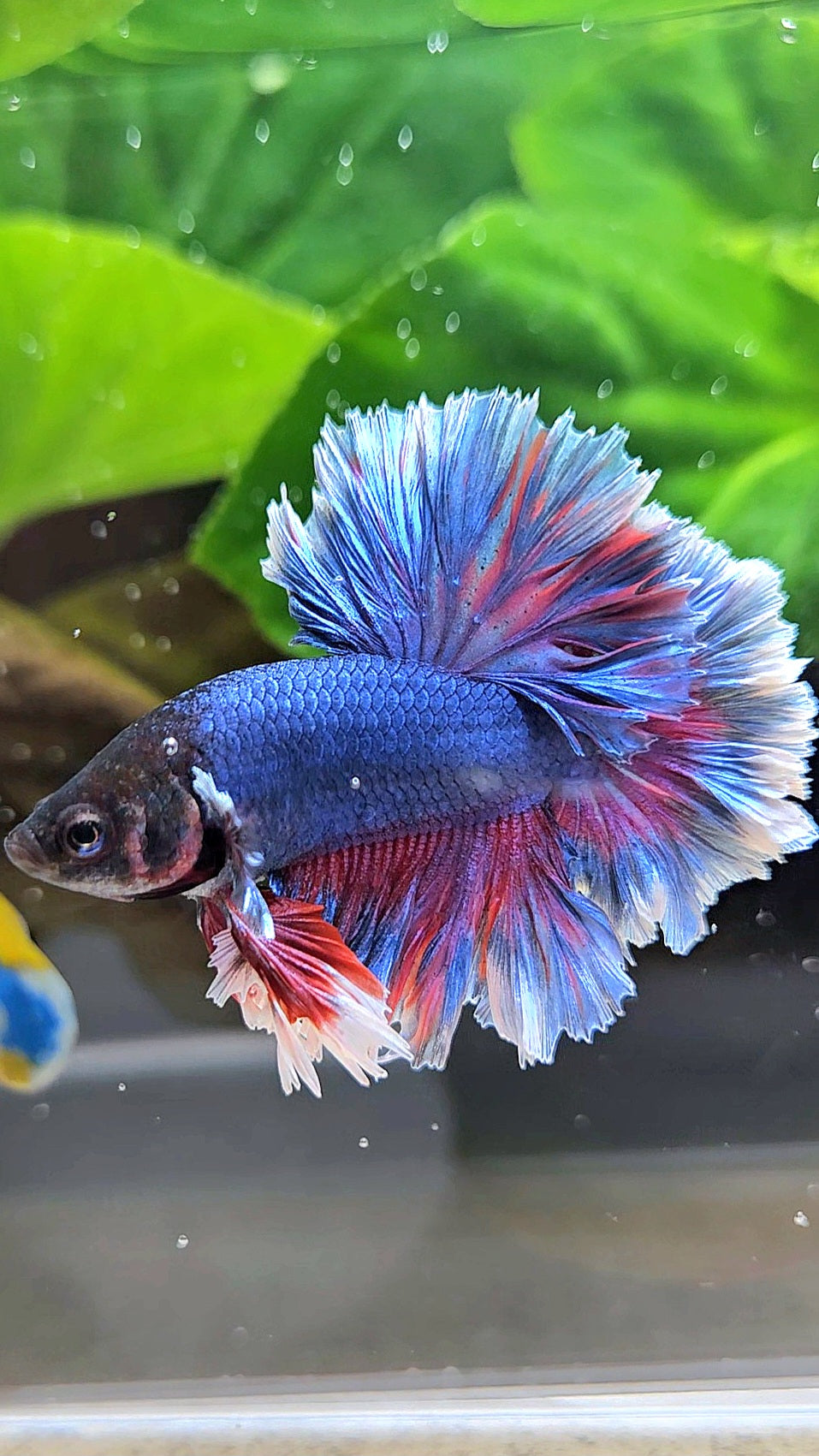 KING FEATHER TAIL HALFMOON PURPLE BETTA FISH