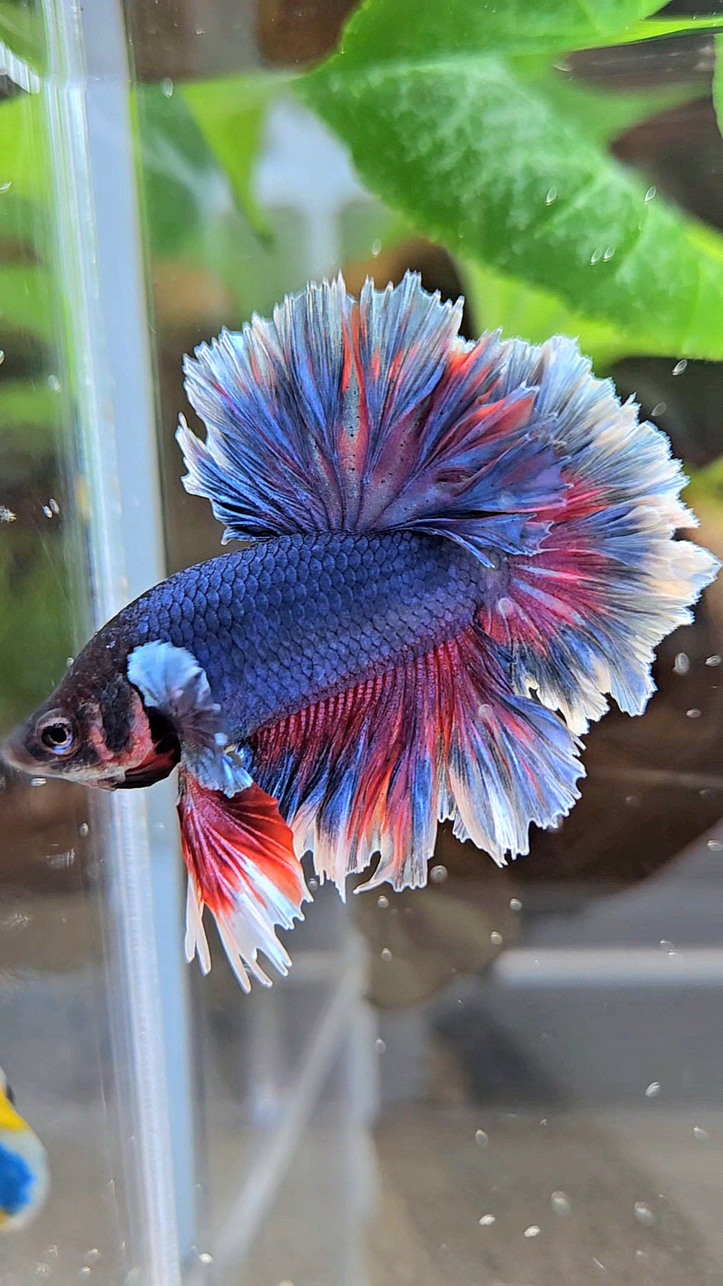 KING FEATHER TAIL HALFMOON PURPLE BETTA FISH