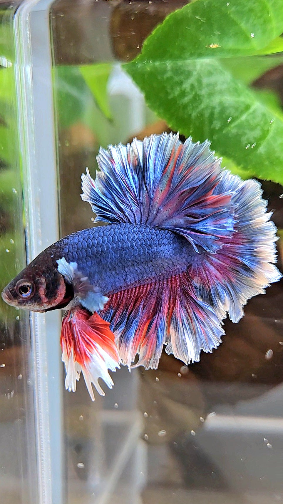 KING FEATHER TAIL HALFMOON PURPLE BETTA FISH