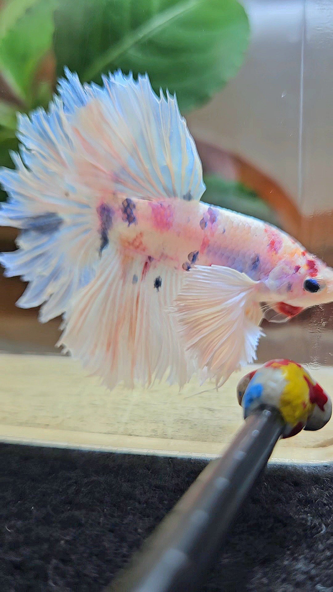 HALFMOON DUMBO EAR ROSETAIL WHITE CANDY MULTICOLOR BETTA FISH