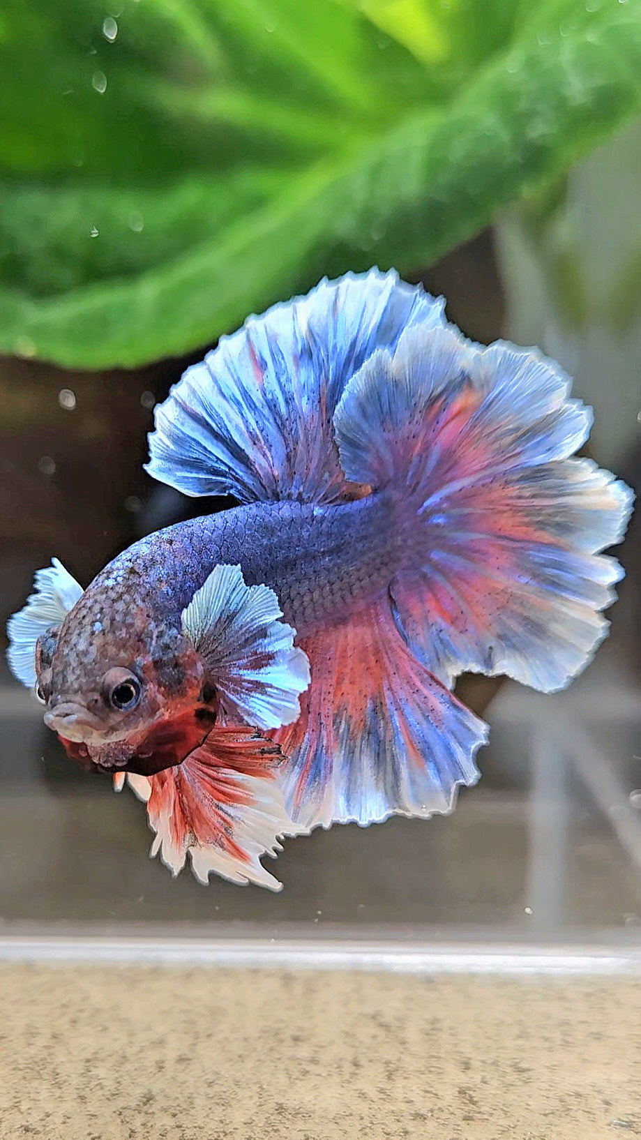 KING FEATHER TAIL HALFMOON PURPLE BETTA FISH