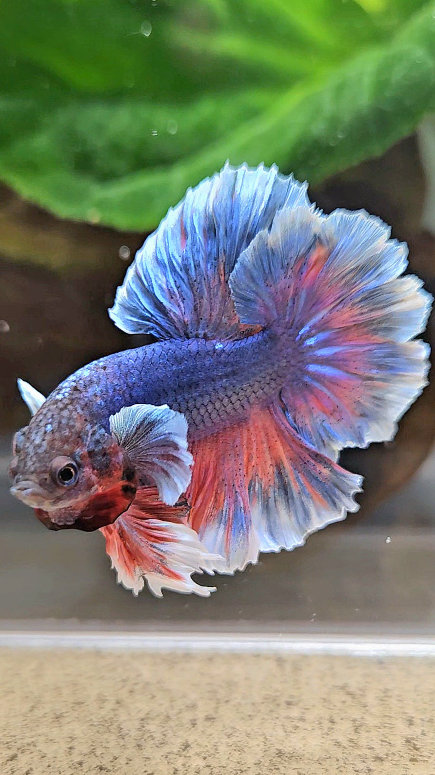 KING FEATHER TAIL HALFMOON PURPLE BETTA FISH