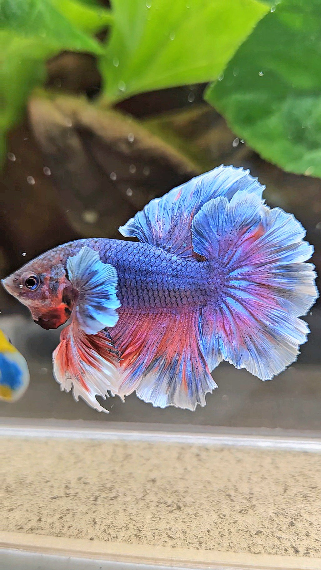 KING FEATHER TAIL HALFMOON PURPLE BETTA FISH
