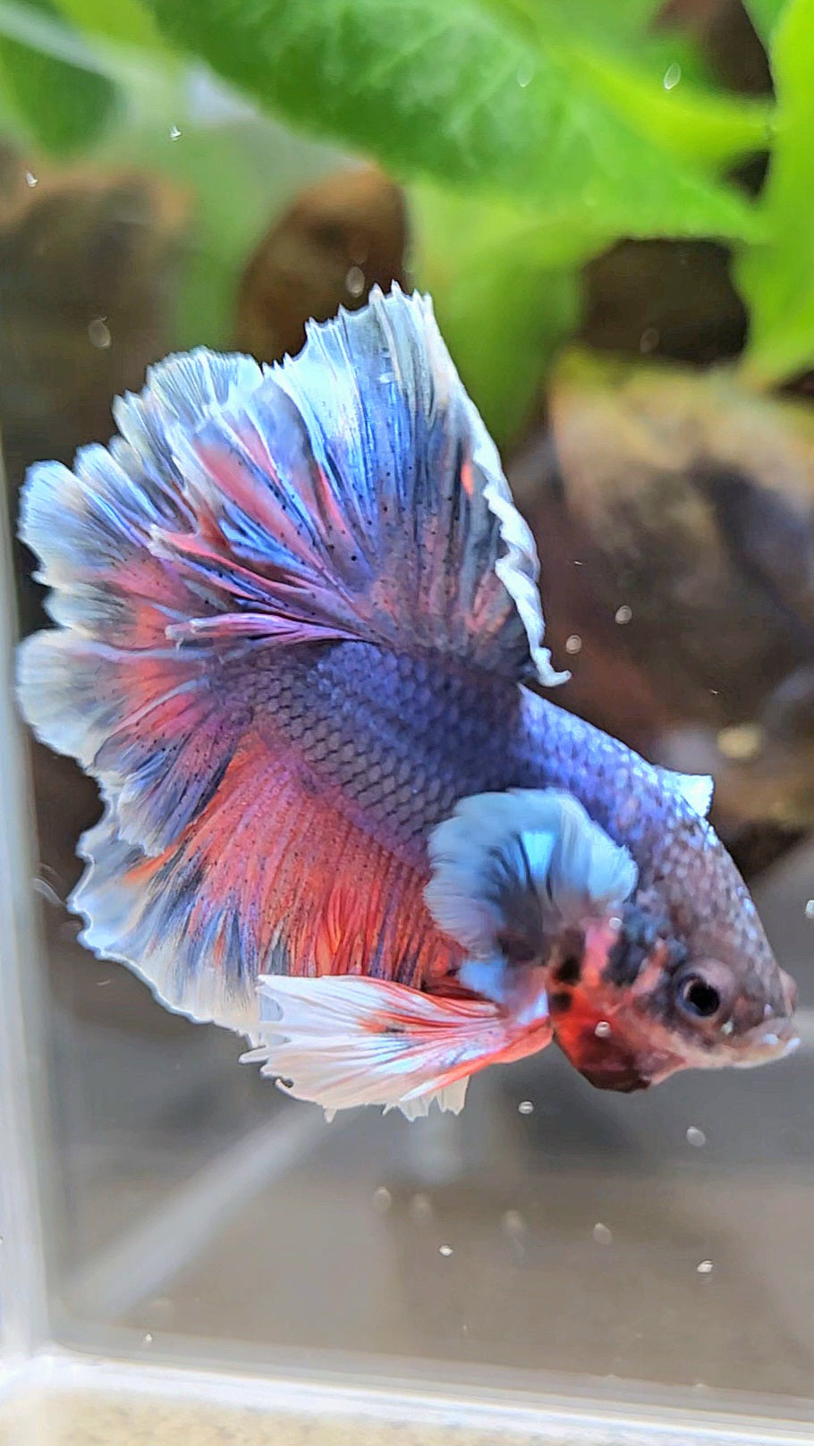 KING FEATHER TAIL HALFMOON PURPLE BETTA FISH
