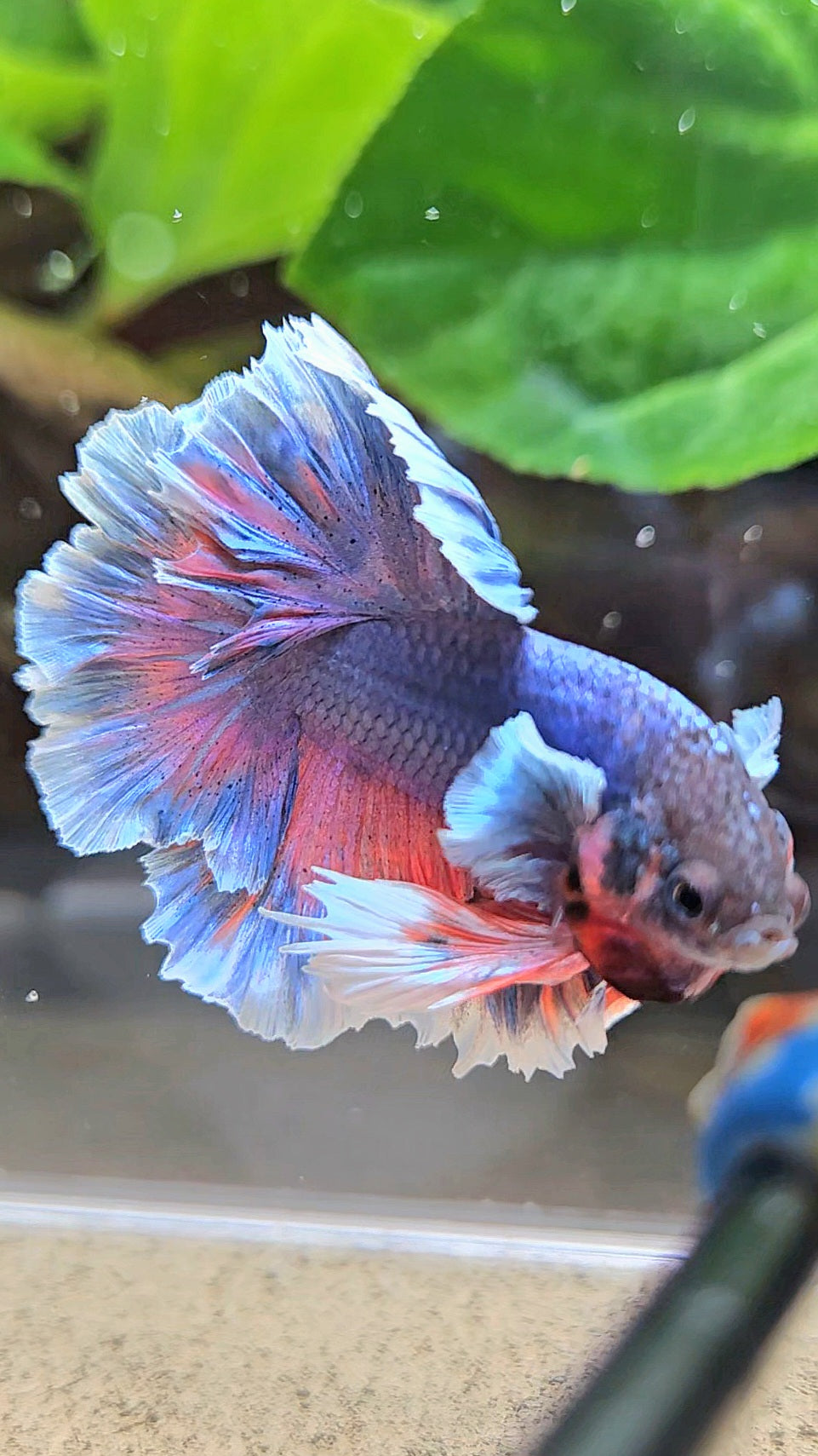 KING FEATHER TAIL HALFMOON PURPLE BETTA FISH