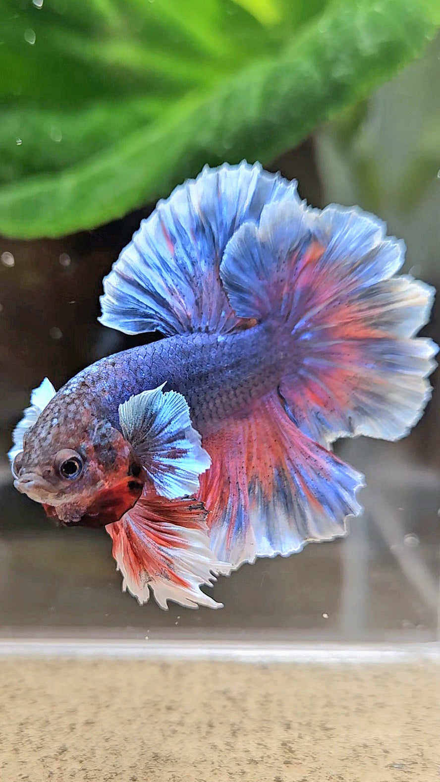 KING FEATHER TAIL HALFMOON PURPLE BETTA FISH