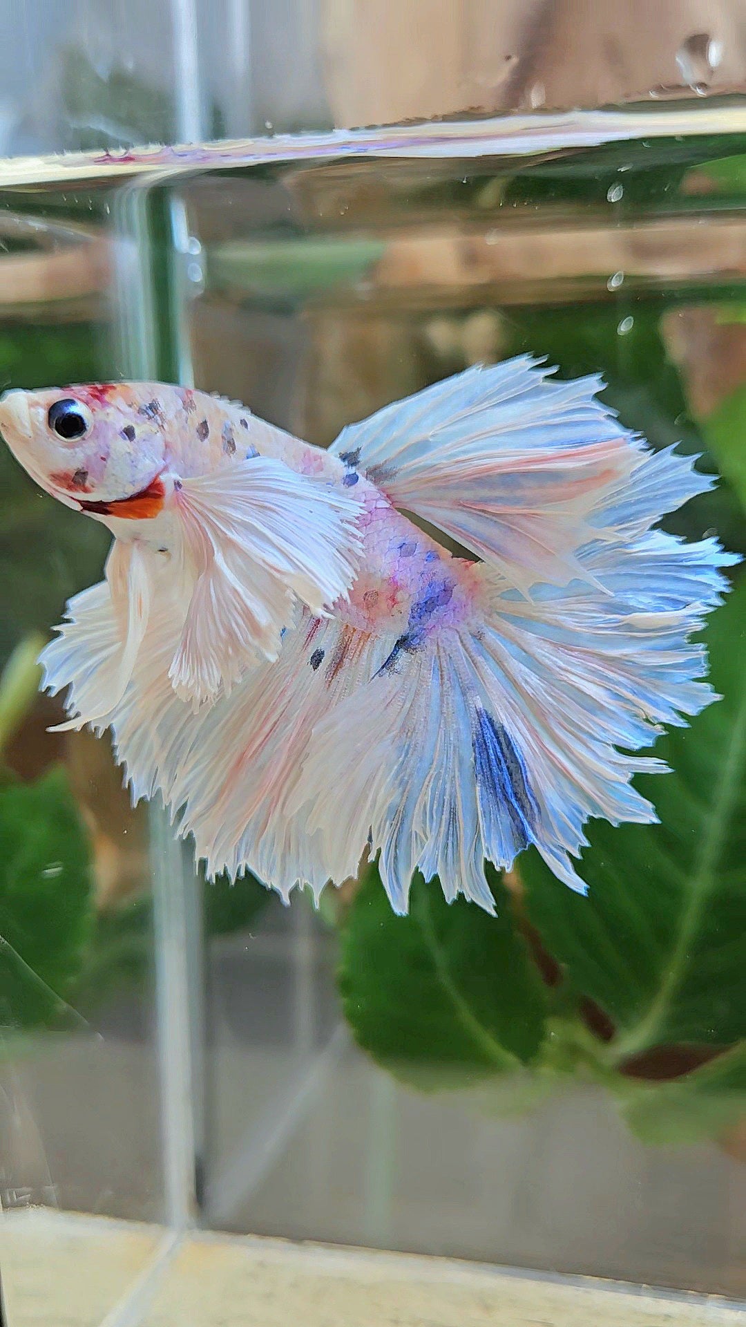 HALFMOON DUMBO EAR ROSETAIL WHITE CANDY MULTICOLOR BETTA FISH