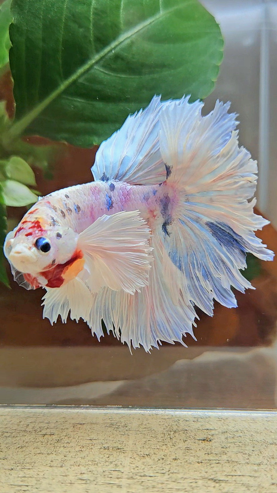 HALFMOON DUMBO EAR ROSETAIL WHITE CANDY MULTICOLOR BETTA FISH