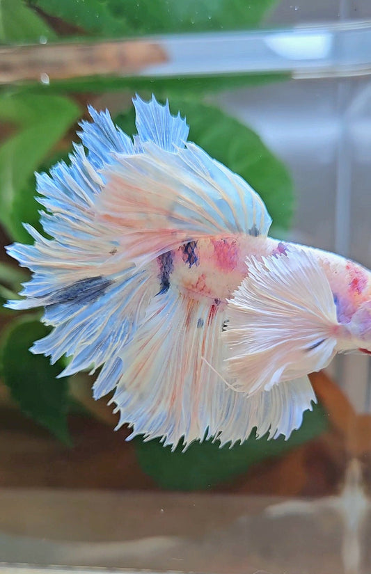 HALFMOON DUMBO EAR ROSETAIL WHITE CANDY MULTICOLOR BETTA FISH