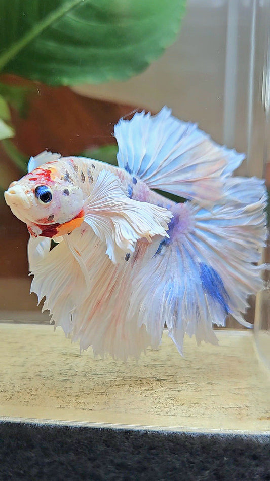 HALFMOON DUMBO EAR ROSETAIL WHITE CANDY MULTICOLOR BETTA FISH