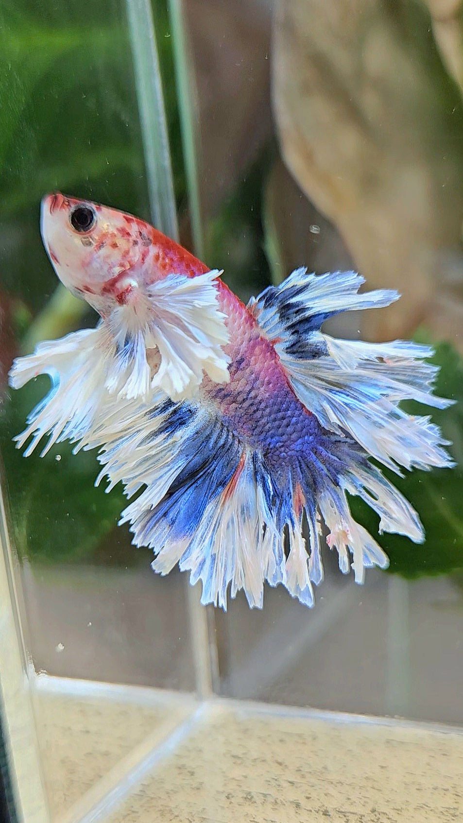 HALFMOON FEATHER TAIL DUMBO EAR MULTICOLOR BETTA FISH