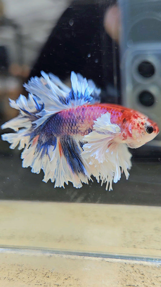 HALFMOON FEATHER TAIL DUMBO EAR MULTICOLOR BETTA FISH