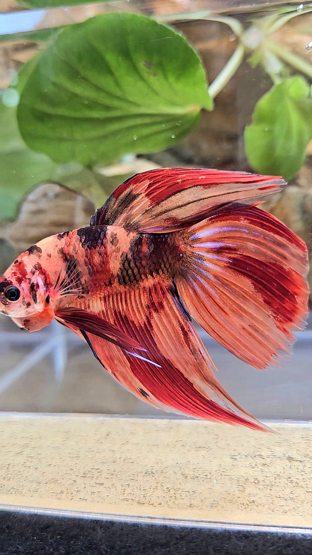 VEILTAIL NEMO LEOPARD MULTICOLOR BETTA FISH
