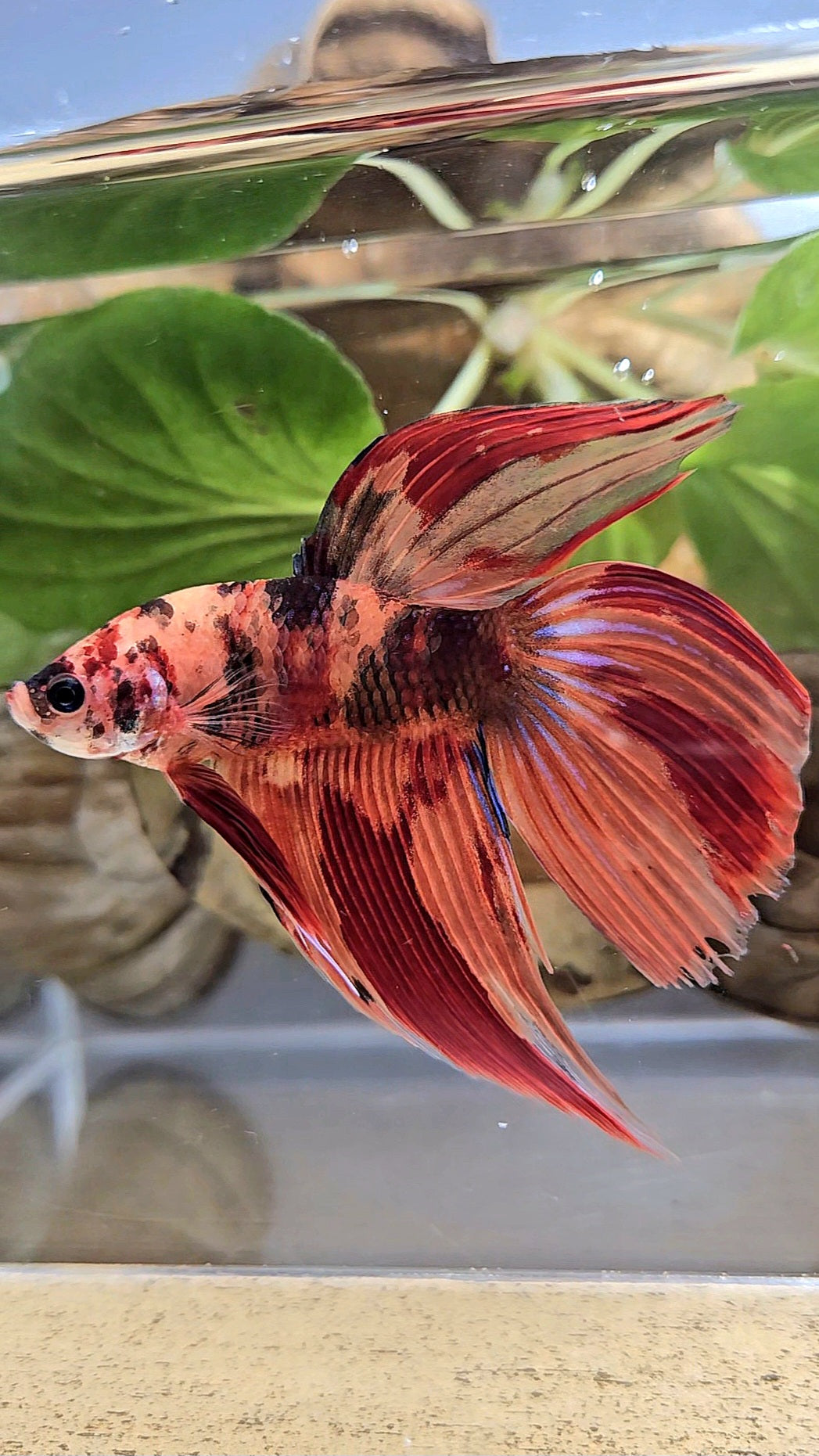 VEILTAIL NEMO LEOPARD MULTICOLOR BETTA FISH