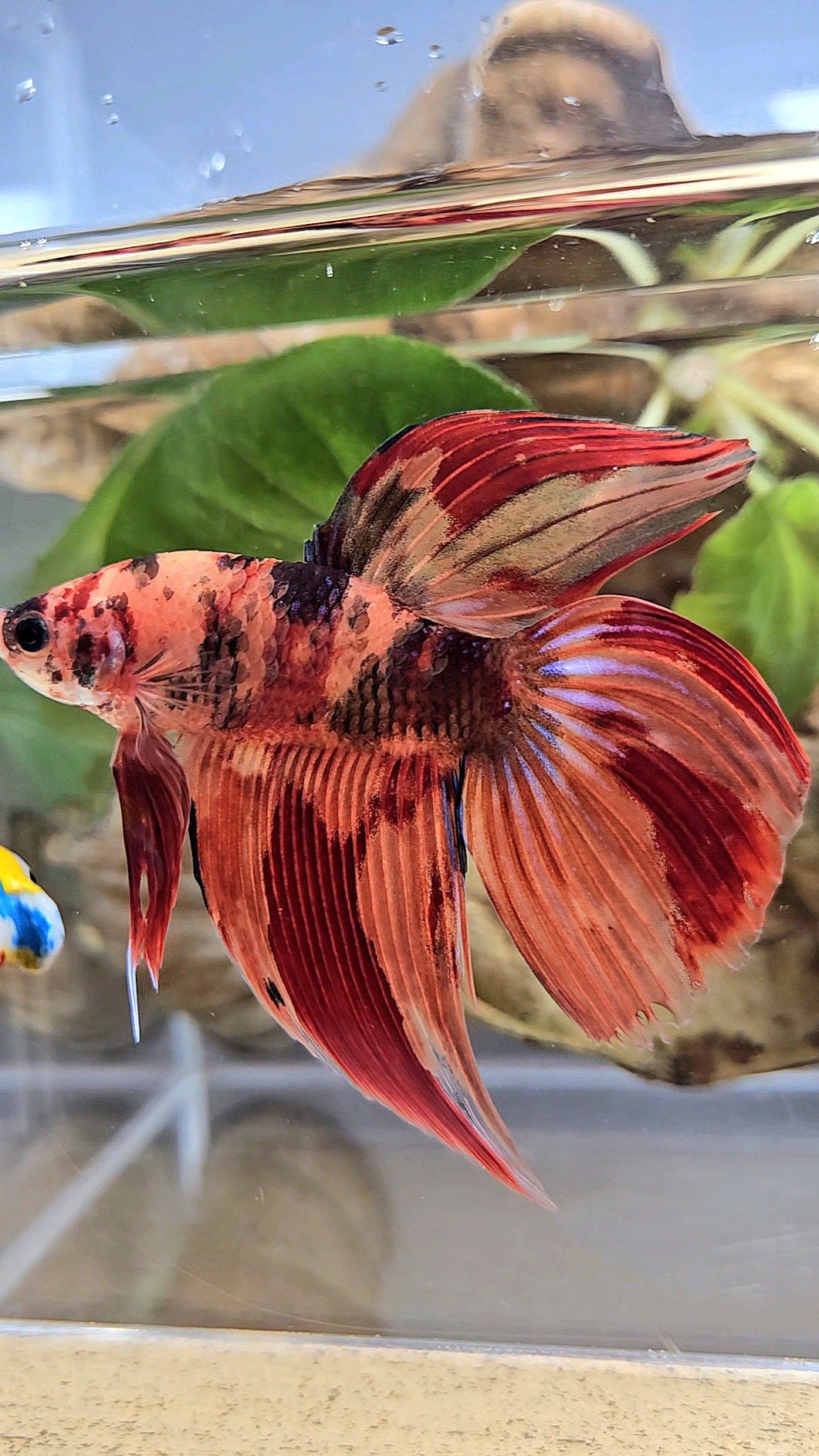 VEILTAIL NEMO LEOPARD MULTICOLOR BETTA FISH