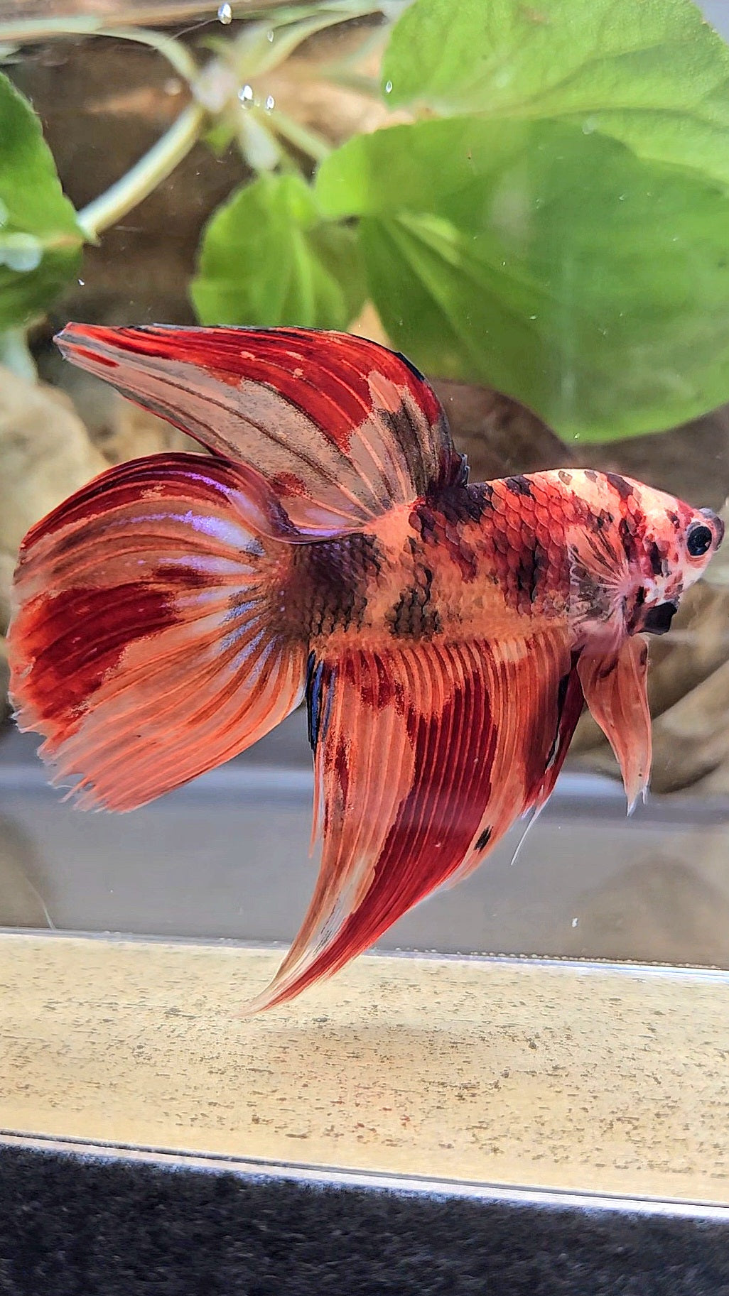 VEILTAIL NEMO LEOPARD MULTICOLOR BETTA FISH