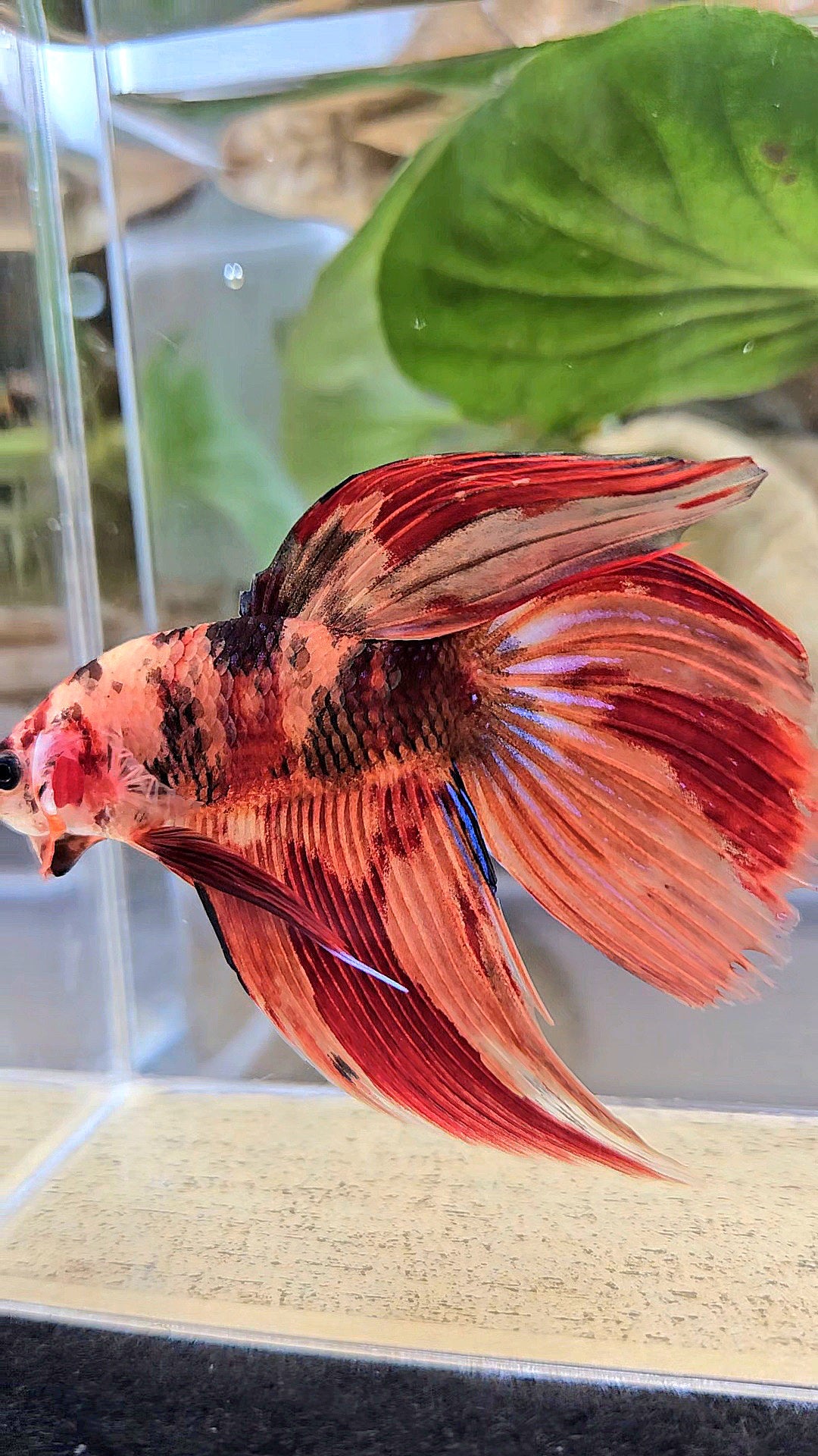 VEILTAIL NEMO LEOPARD MULTICOLOR BETTA FISH