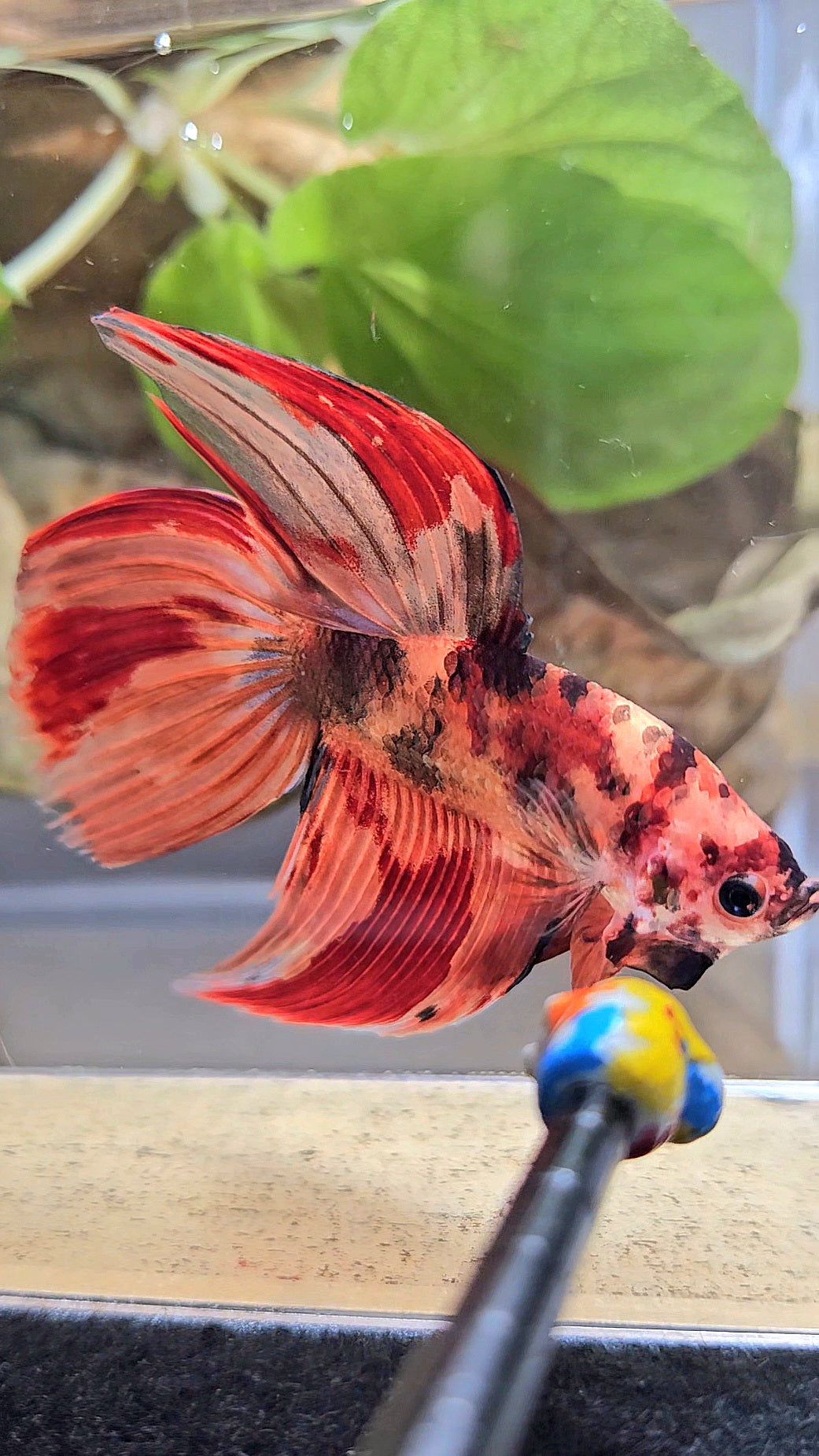 VEILTAIL NEMO LEOPARD MULTICOLOR BETTA FISH