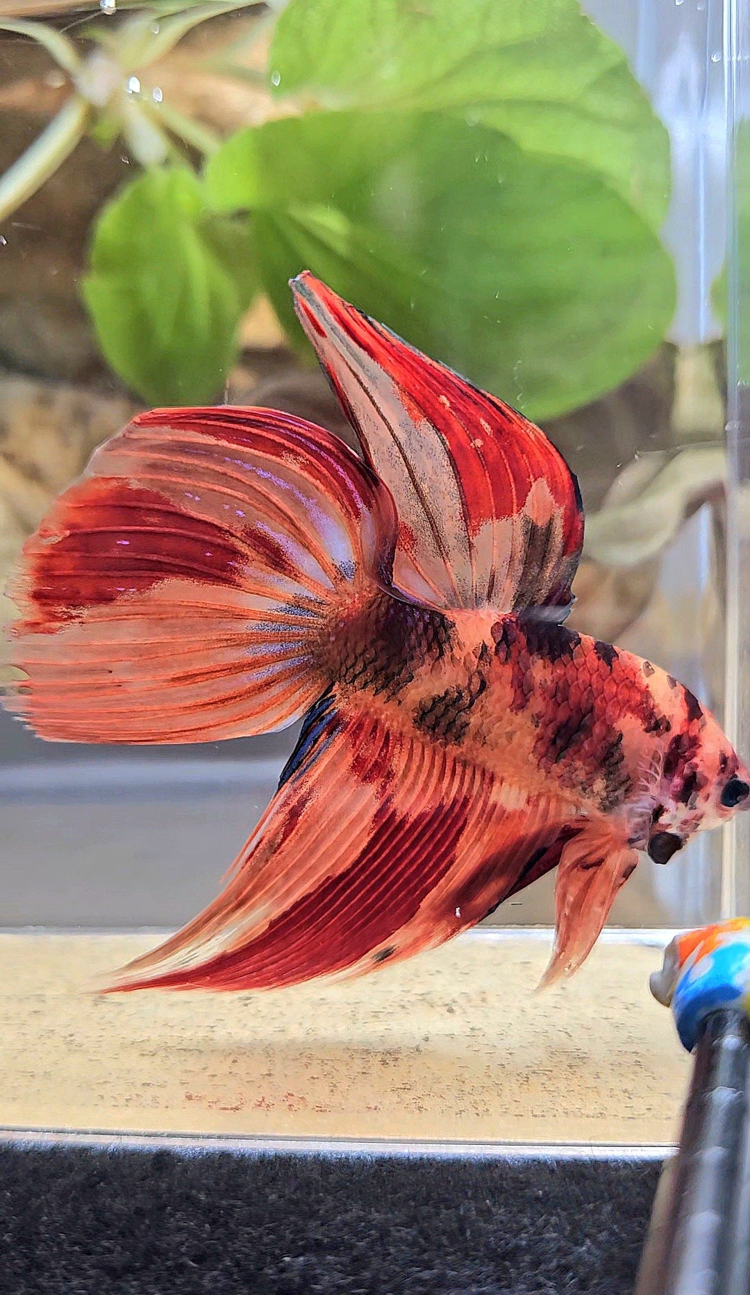 VEILTAIL NEMO LEOPARD MULTICOLOR BETTA FISH