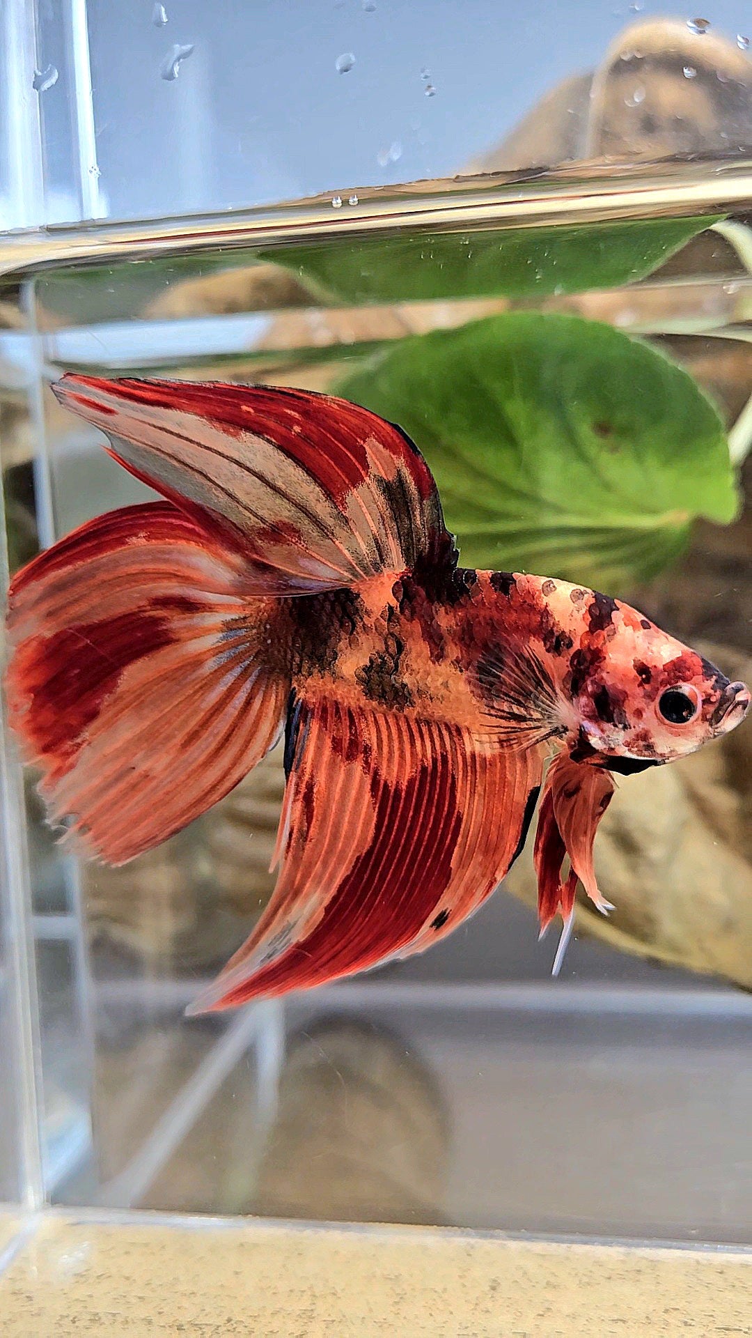 VEILTAIL NEMO LEOPARD MULTICOLOR BETTA FISH