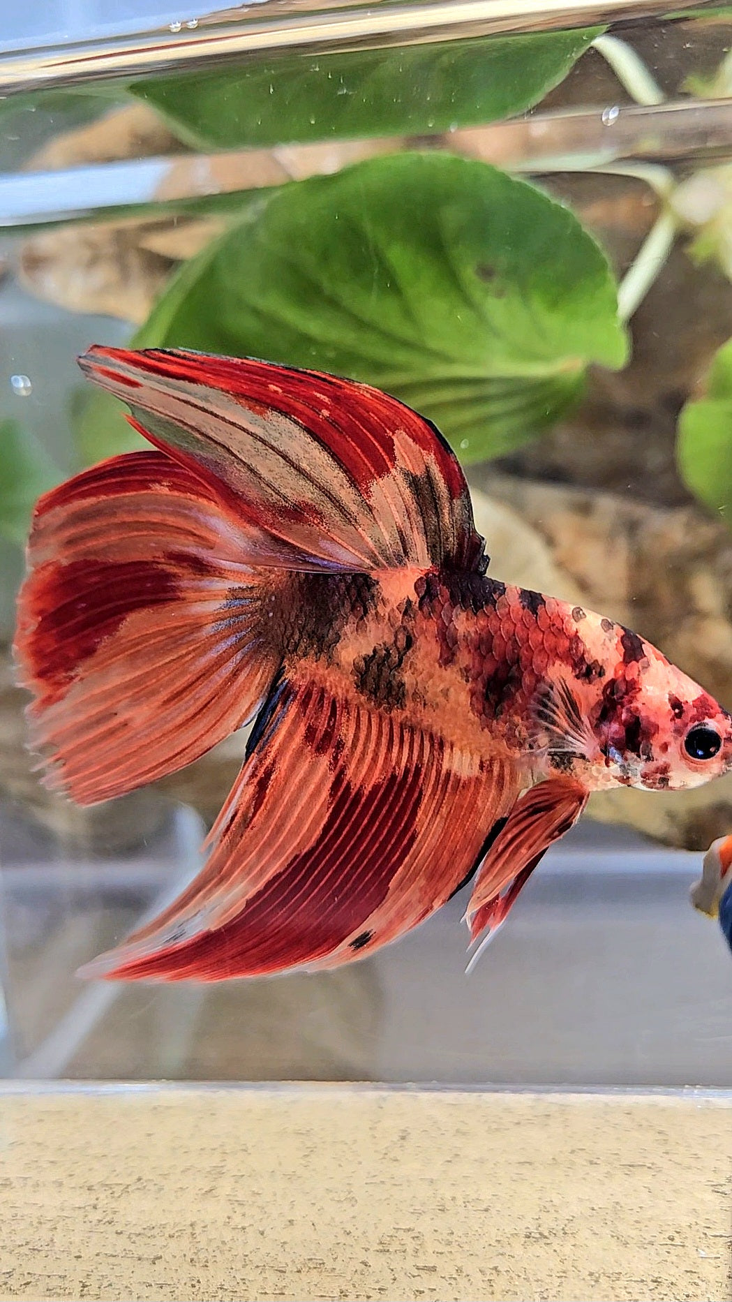 VEILTAIL NEMO LEOPARD MULTICOLOR BETTA FISH