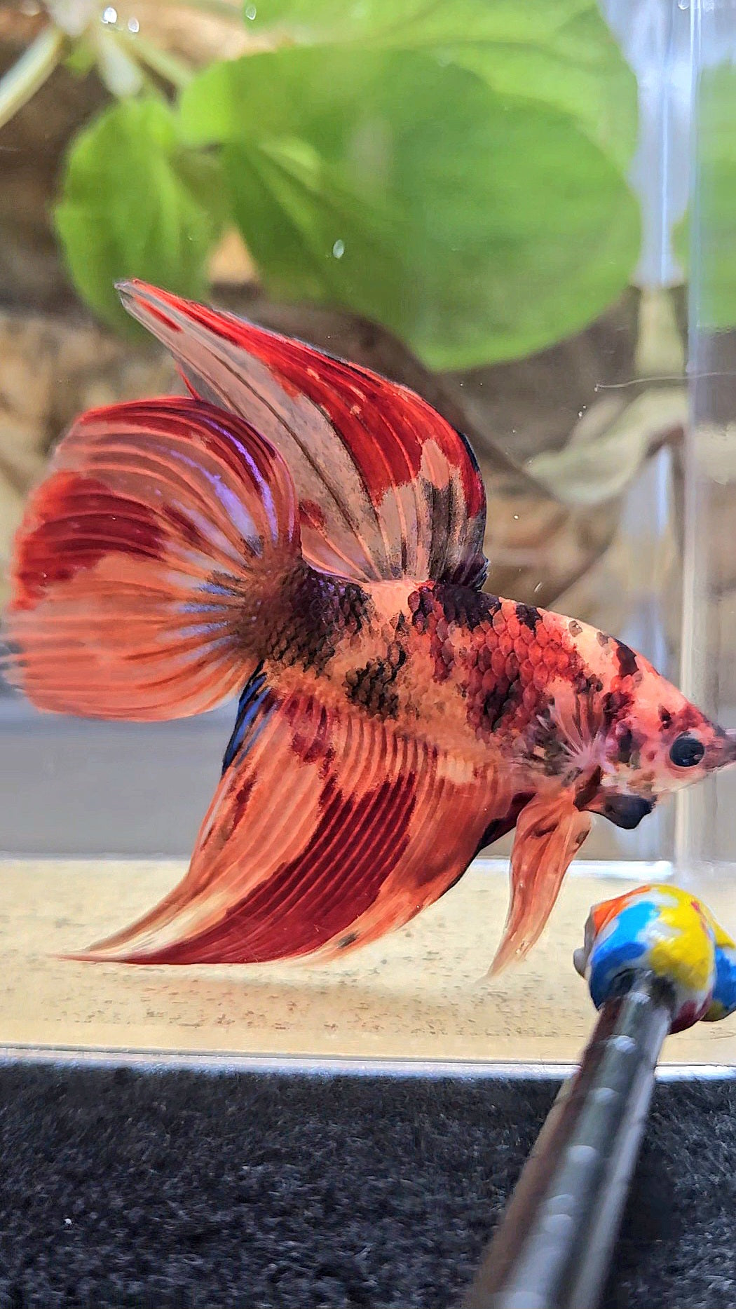 VEILTAIL NEMO LEOPARD MULTICOLOR BETTA FISH