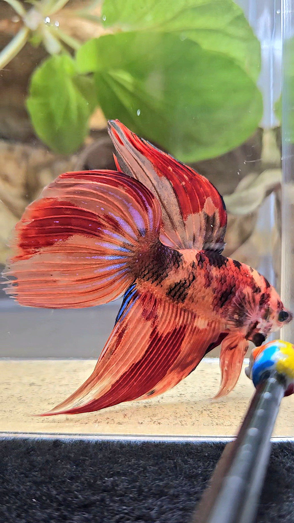 VEILTAIL NEMO LEOPARD MULTICOLOR BETTA FISH