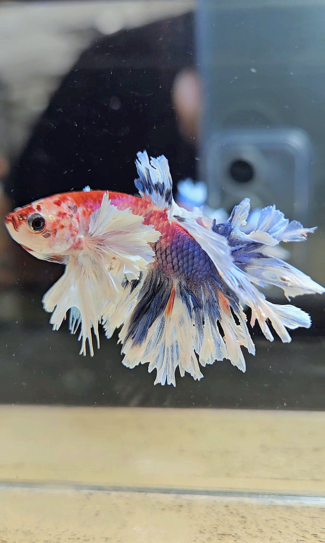 HALFMOON FEATHER TAIL DUMBO EAR MULTICOLOR BETTA FISH
