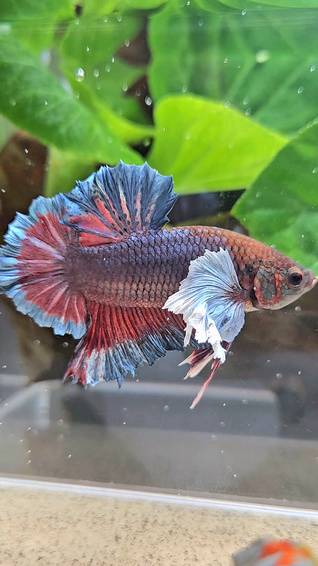 PLAKAT SUPER DUMBO EAR DARK BLUE BETTA FISH