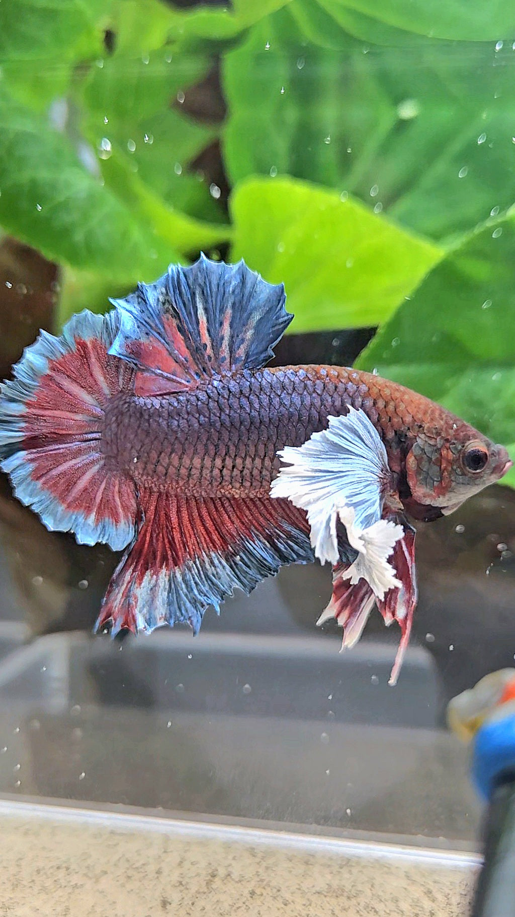 PLAKAT SUPER DUMBO EAR DARK BLUE BETTA FISH