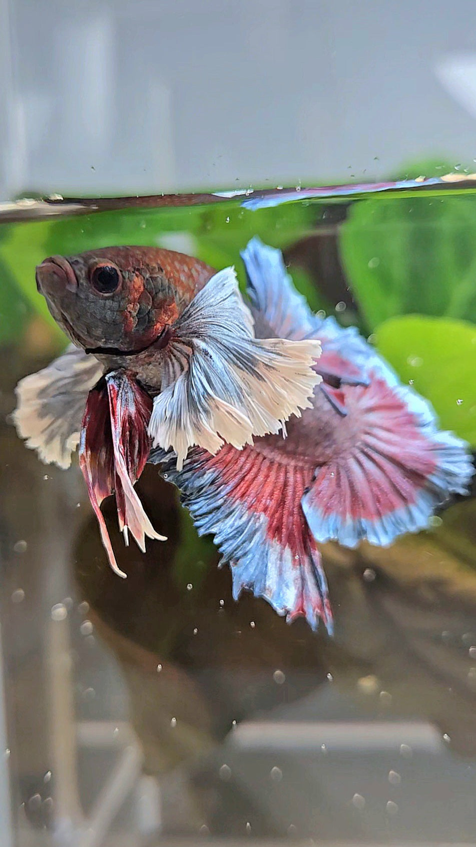PLAKAT SUPER DUMBO EAR DARK BLUE BETTA FISH