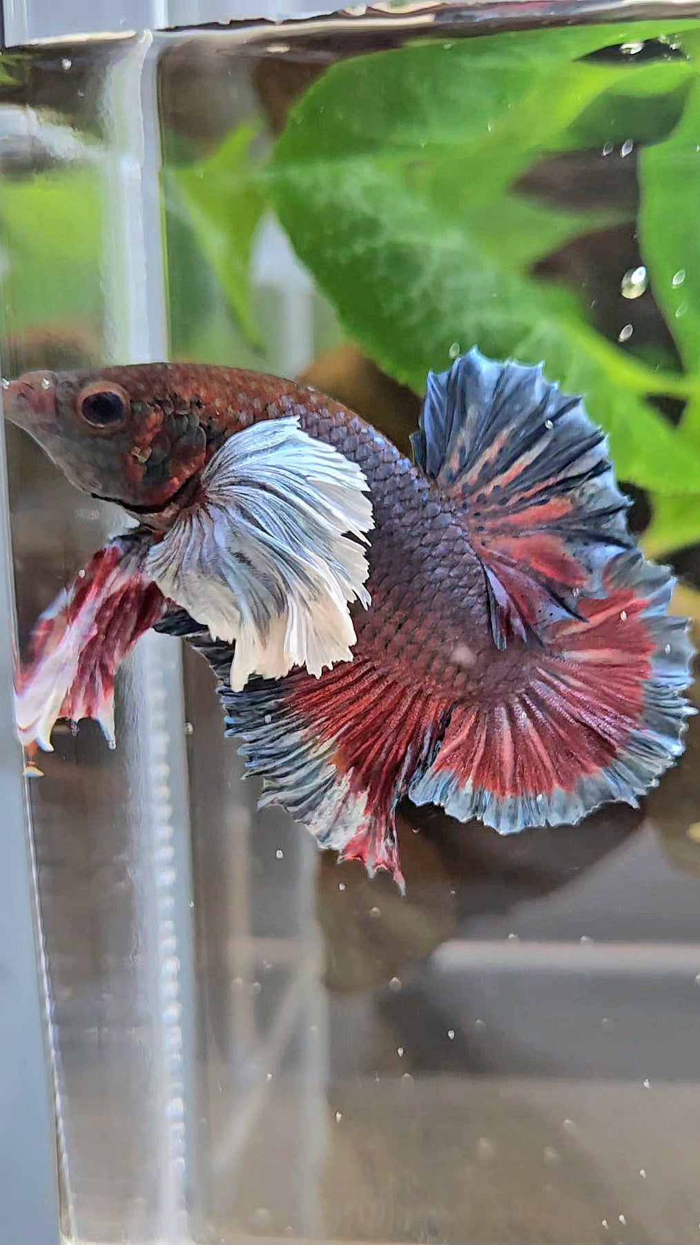 PLAKAT SUPER DUMBO EAR DARK BLUE BETTA FISH