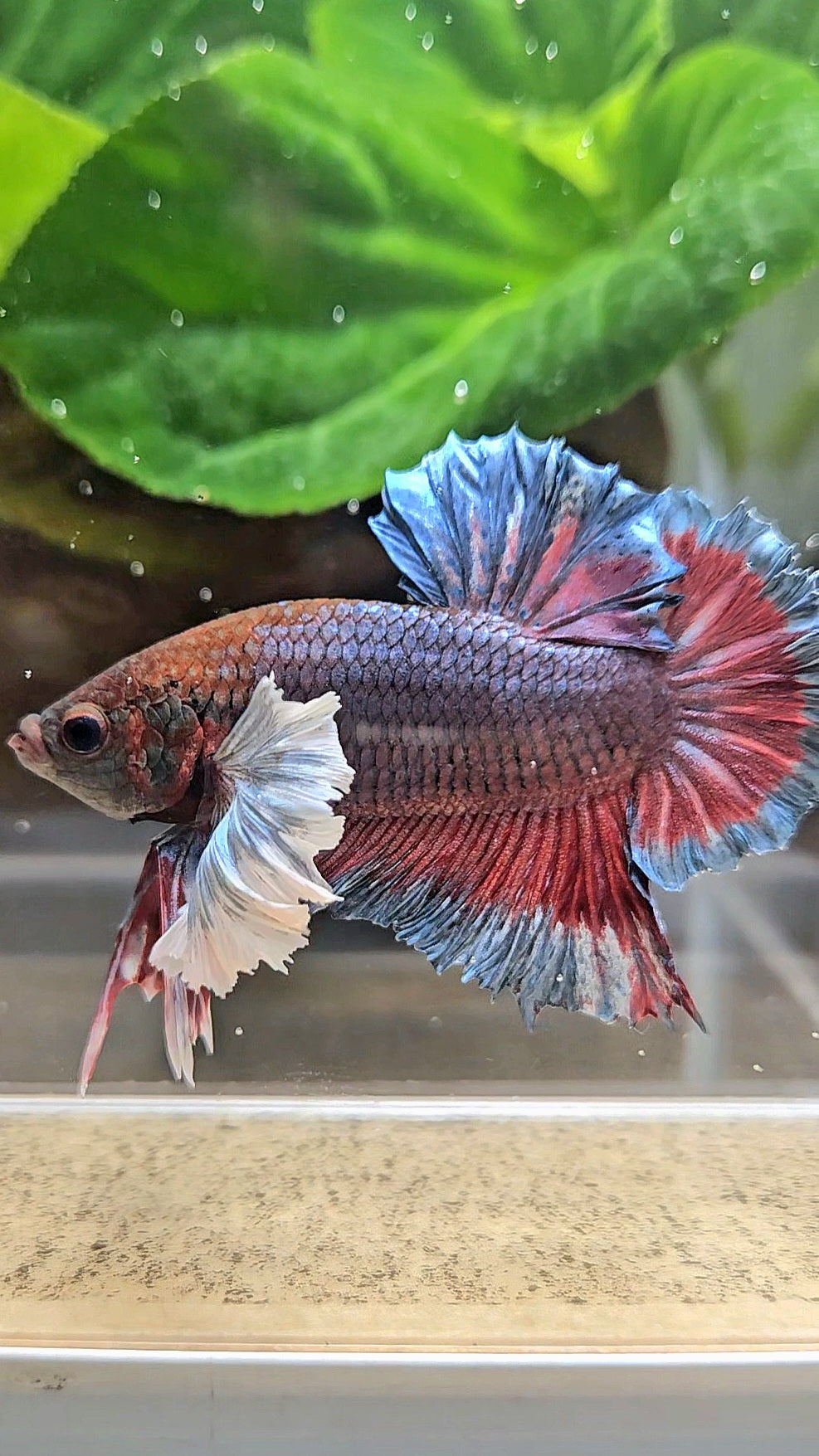PLAKAT SUPER DUMBO EAR DARK BLUE BETTA FISH