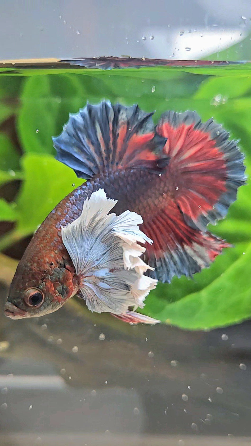 PLAKAT SUPER DUMBO EAR DARK BLUE BETTA FISH