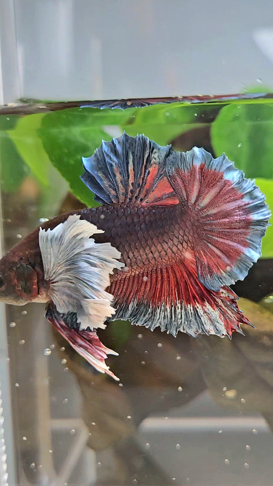 PLAKAT SUPER DUMBO EAR DARK BLUE BETTA FISH