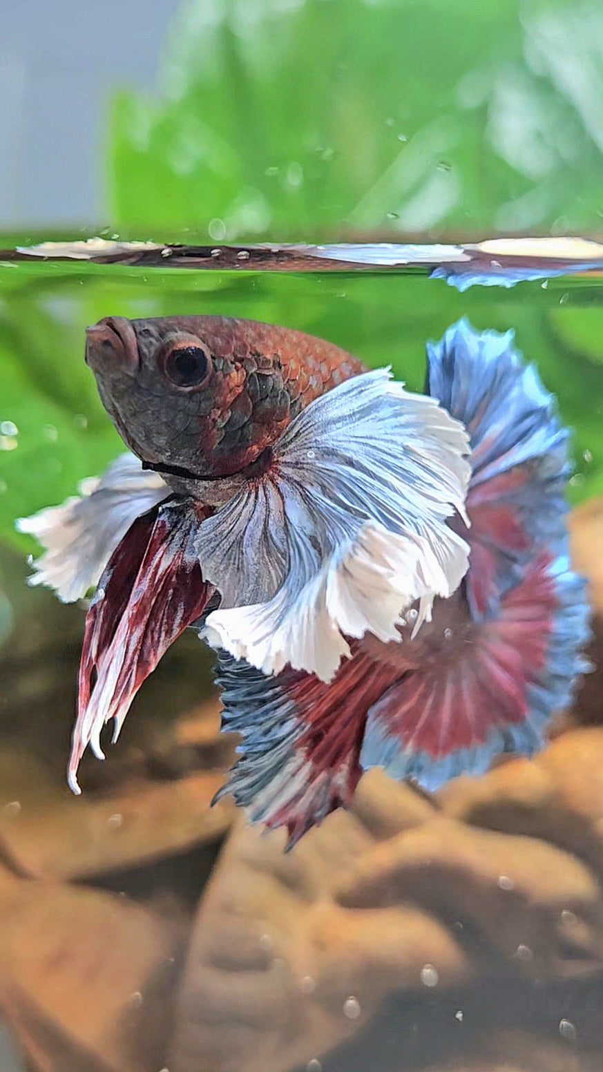 PLAKAT SUPER DUMBO EAR DARK BLUE BETTA FISH