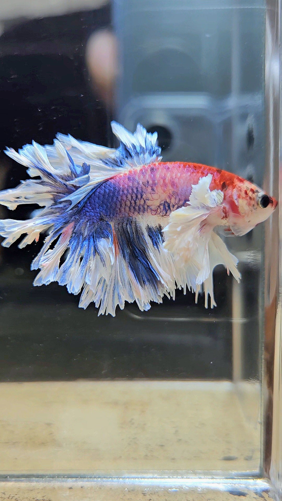 HALFMOON FEATHER TAIL DUMBO EAR MULTICOLOR BETTA FISH