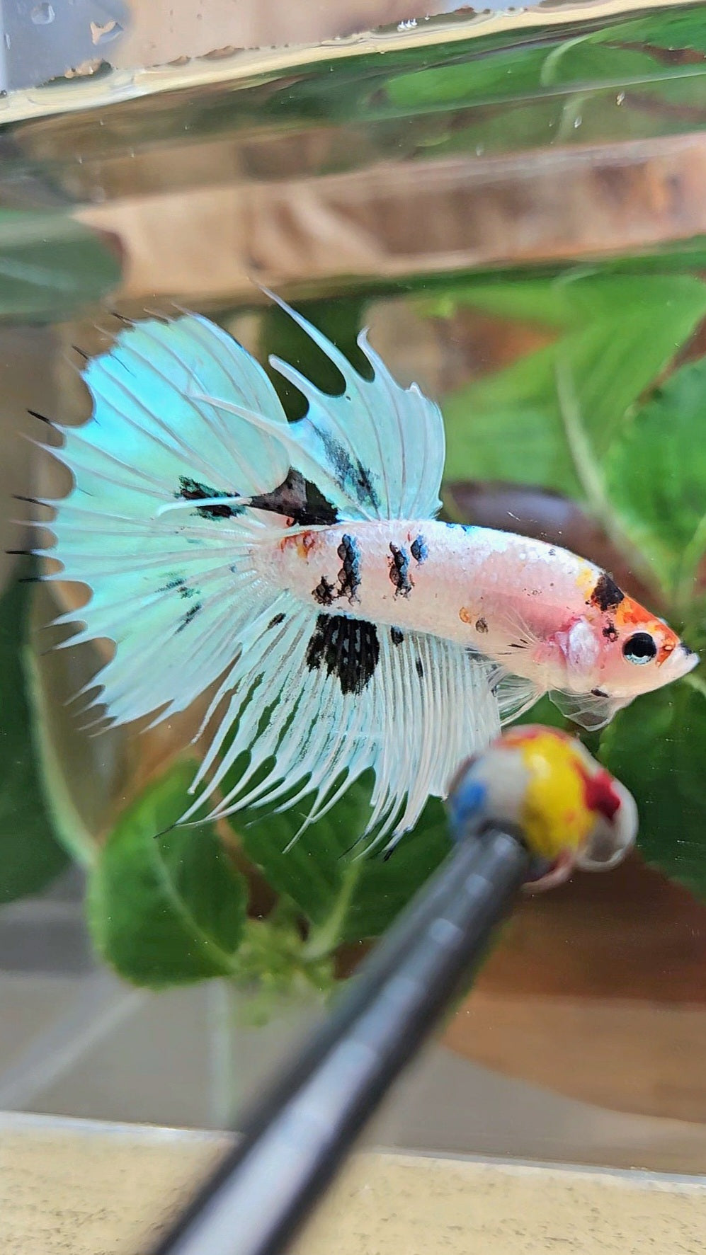CROWNTAIL HALFMOON WHITE PANDA BLACK SPLASH BETTA FISH