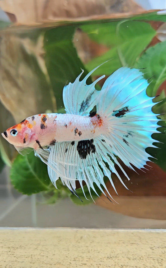 CROWNTAIL HALFMOON WHITE PANDA BLACK SPLASH BETTA FISH